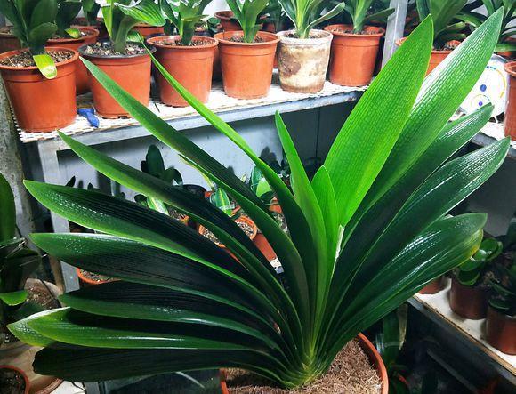 君子兰不开花此2种“废料”丢盆里,花苞不断冒,开花100天