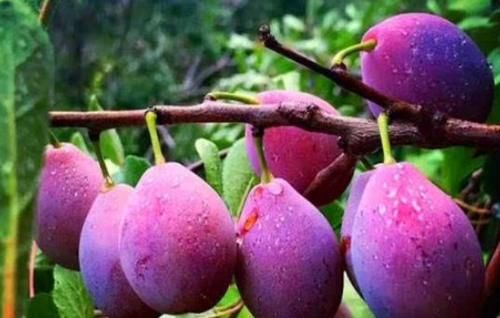 火龙果|对身体最好的三种食物,营养丰富、滋润肌肤,好处多多!