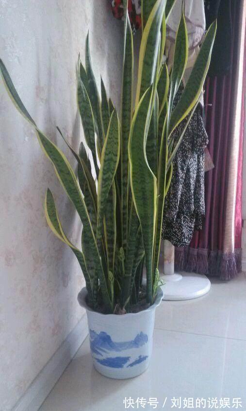 盆里加点这个，虎皮兰花盆撑到爆，呼呼窜到2米高