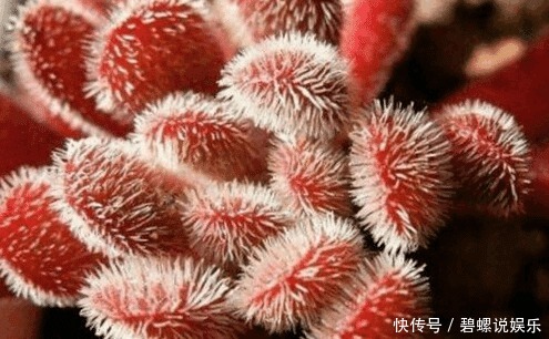 梦椿子|这些多肉植物好看又好养,有着吉祥如意的寓意!为你带来好兆头