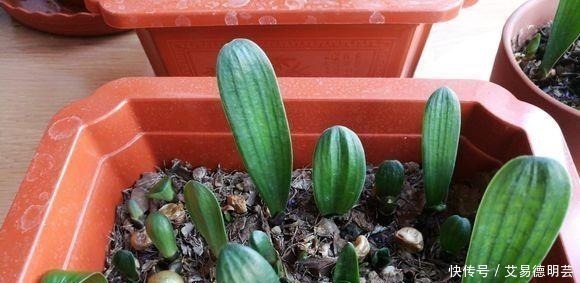 花卉|早晨“浇花”对不对?养了5年花,现在才知道浇错了