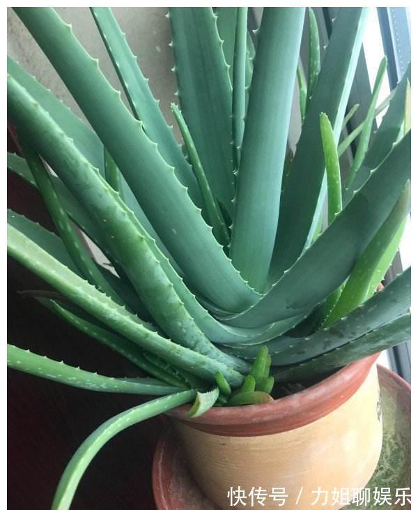 7种“富贵花”,容易被浇死,别太狠,一杯水就够养一冬天