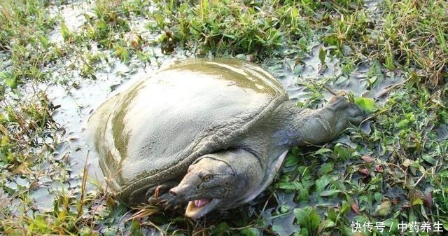 野钓碰到甲鱼、黑鱼别着急，手竿照样盘它！