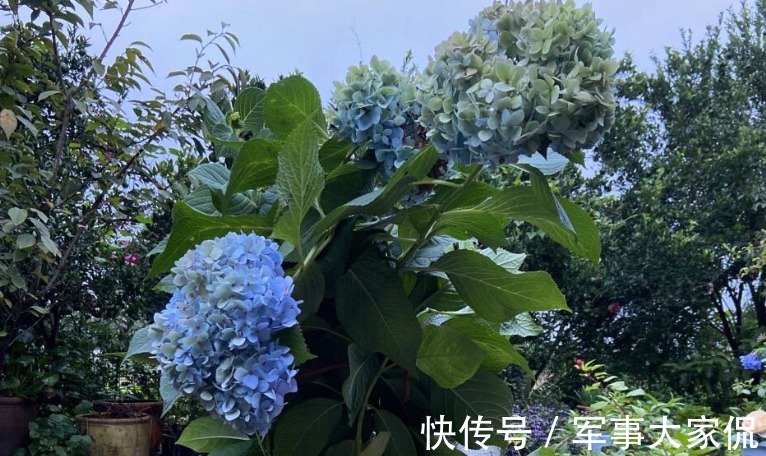 绣球|养绣球花,别忘记1件事,做迟了或不干,花败后植株很难复花