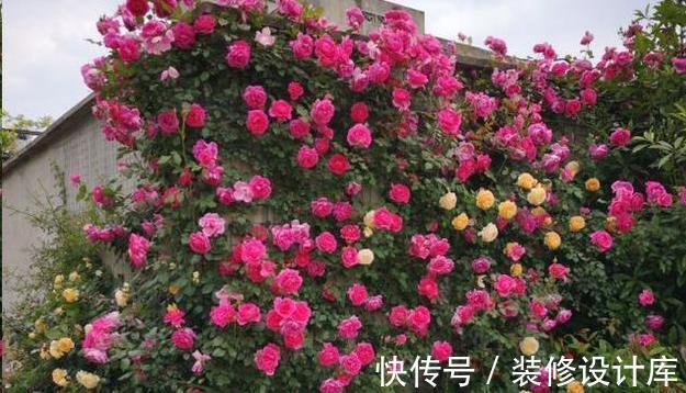月季|藤本月季要养多久才能爬墙?这可能是你误会了,它没有这项能力