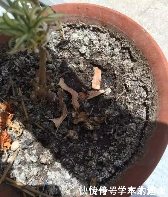 养花|养花的花土“泛白”,出现“结晶”,赶紧做这几步,小心死光光!