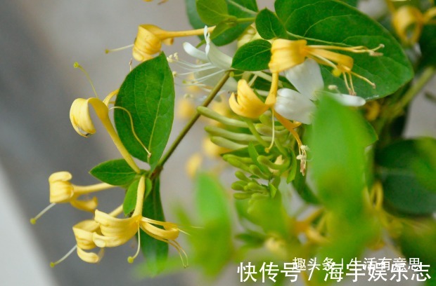 乐开花|阳台上种点“金条”好不教你几招,年年爆发,乐开花!