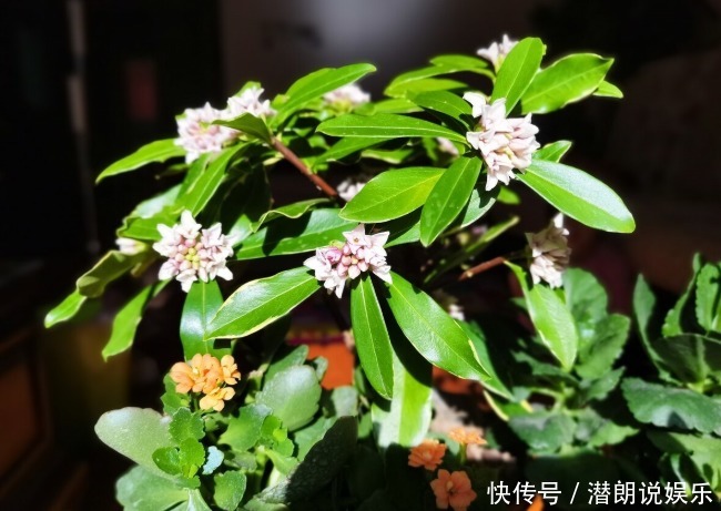 喜欢养芳香花卉的人,客厅只养一盆“夺香花”,好闻又大气