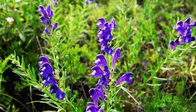 清热|一味良药,体内诸“热毒”可除之,体内诸“湿气”亦可除之