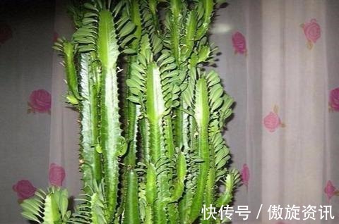 植物|长寿的人家里都养什么花，4种“花”必须要养，而且要多养