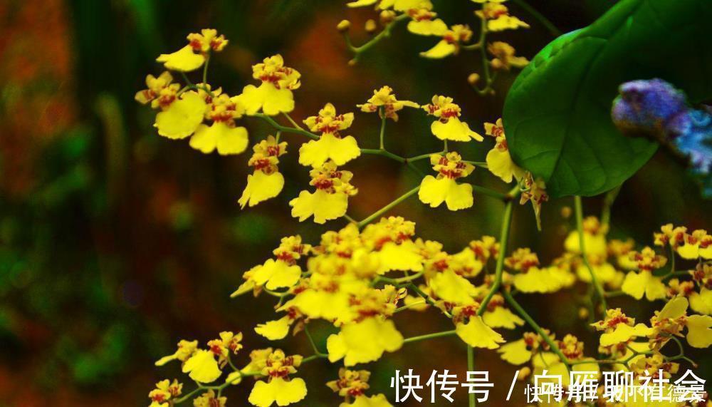 4种香味超然的花卉,家里养几盆,改善家居空气