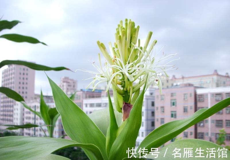 珍惜|4种漂亮盆栽开花很罕见，长出花朵要珍惜，寓意好财运滚滚来