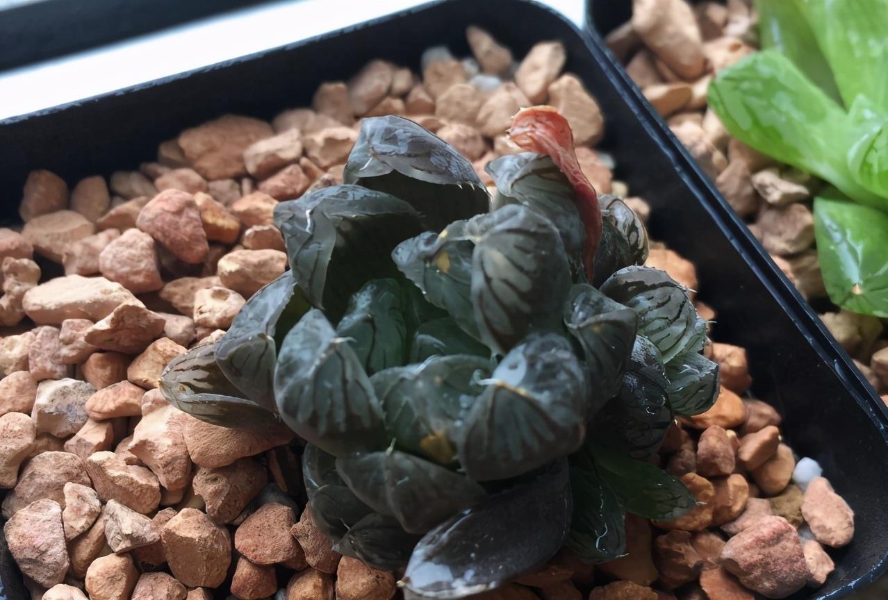 花友|“干养”多肉,需要掌握住哪些小技巧?