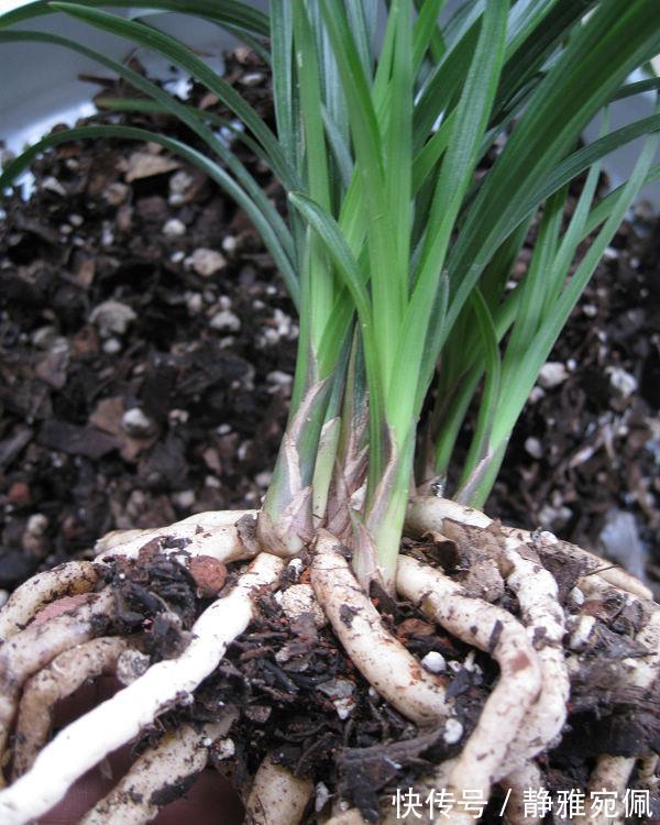 栽种|兰花上盆,5个窍门细节做足,根系深,花箭窜,兰花多又香