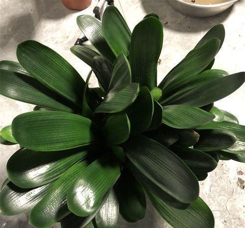 砍头|给君子兰“砍头”,看着芽头冒出来,几个月后有群兰