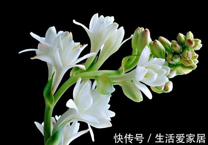 茶花|4种“漂亮花”，开花香气大，家里养一盆，再也不用喷香水