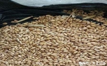 鲫鱼“最上瘾”饵料,水里一抛,方圆30米的鲫鱼死命的咬钩