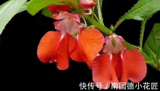 包红|小桃红呀小桃红:今夜轻轻眠,明晨可见奇?