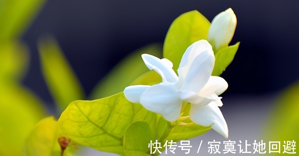 太阳花|这5种冬眠花,记得在春天唤醒