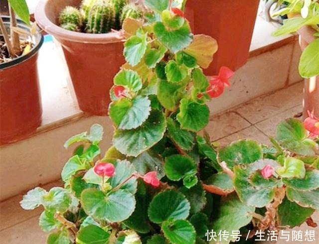 四季海棠“养不够”，不用买，剪根“枝条”长1盆，教你如何操作！