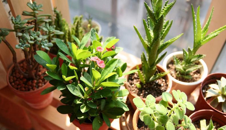 养花离不开肥料,园艺新人可这么自制,省钱又好使