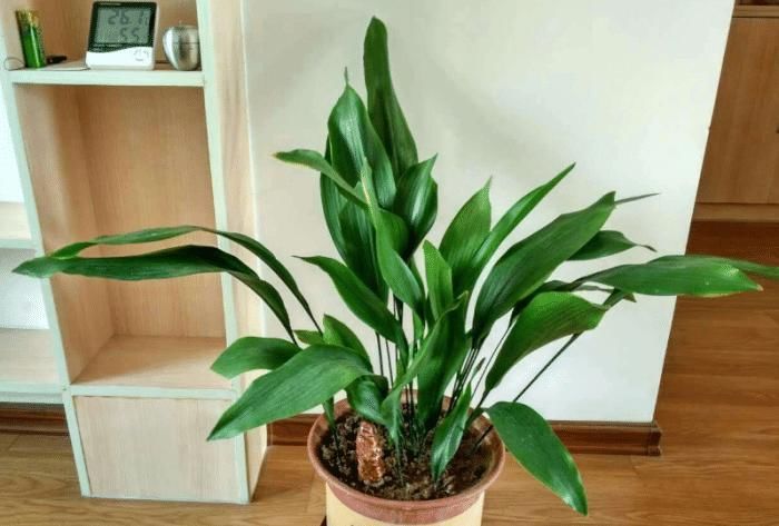 价值|5种罕见植物,只长一片叶子一根茎,价值却很珍贵早看早知道