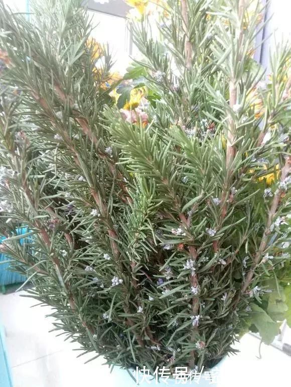 蚊香|5种花蚊子“不喜欢”,好看还好养,是天然蚊香,值得多养几盆