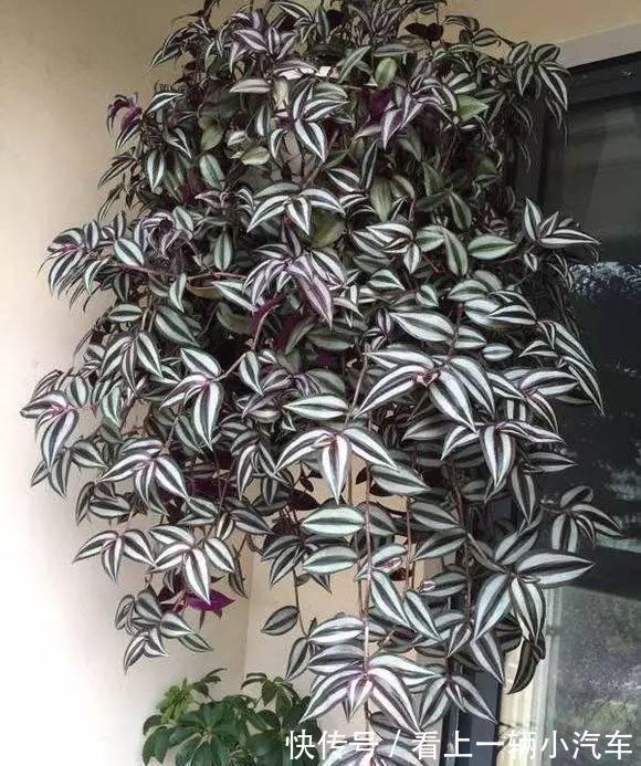 5种花不用太上心,越管越差,2个月不浇水,竟爆盆了