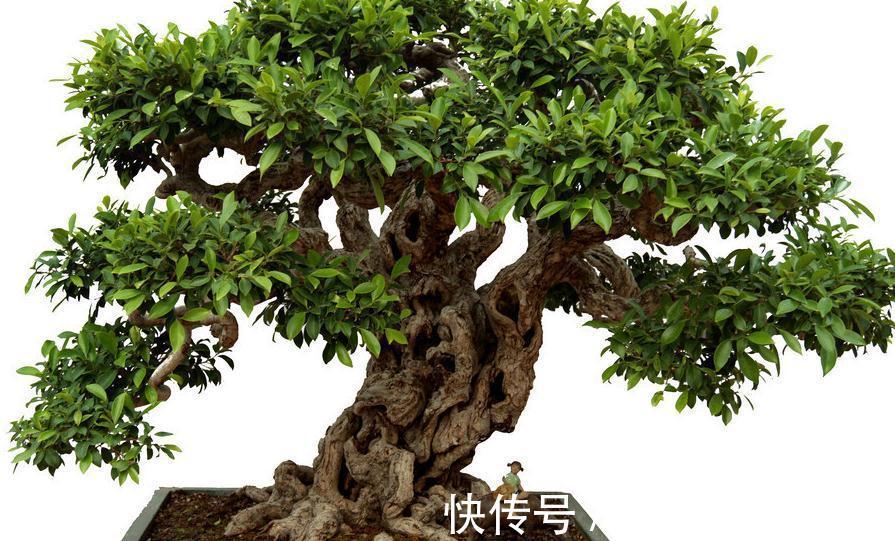 你对一盆二景三几架怎么看,为什么盆在景的前面,说说我的想法