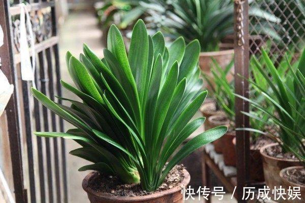春夏秋冬,君子兰施肥要“恰到好处”,叶片肥绿,开花多不夹箭