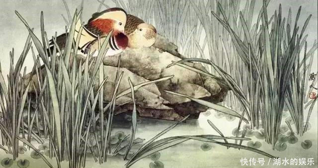 好漂亮的鸳鸯戏水图:祝愿天下有情人!