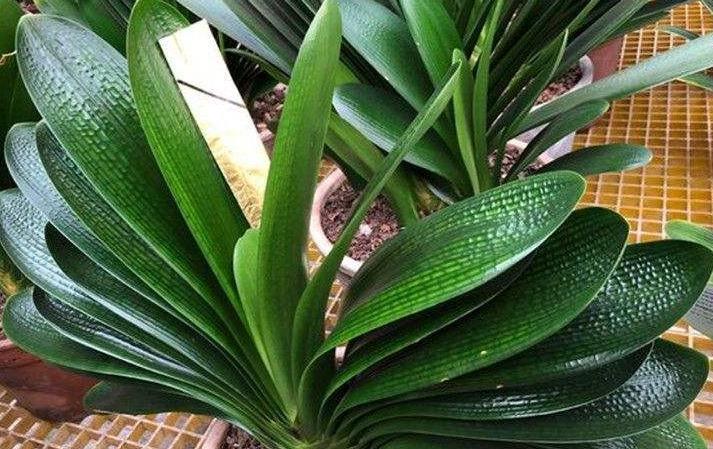 3种花一定不能饿着,学会此样做,开花一茬接一茬