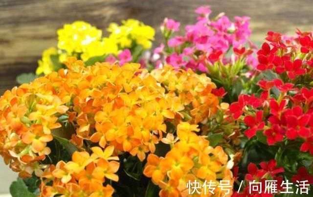 此花被称为“长寿花”，花友告诉3个“秘诀”，开花越来越多