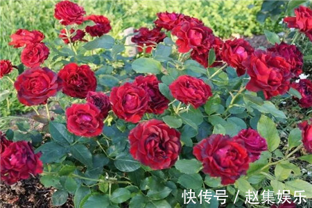 家家都有的液体,用来养花,半年不用施肥,养啥都爆盆!