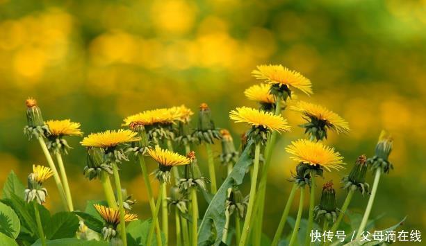 4种农村野菜，好吃又有营养，你吃过吗？