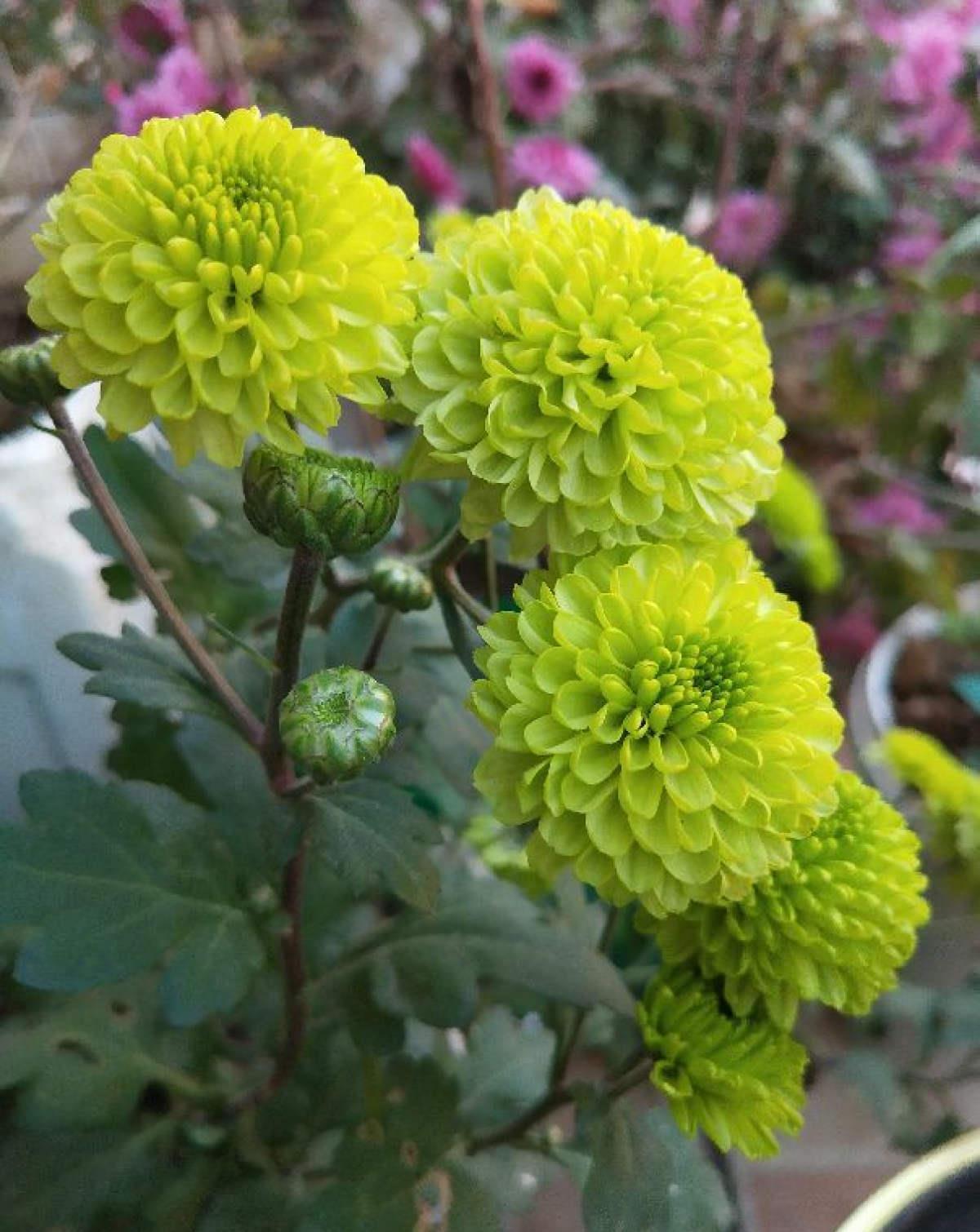 球菊球菊|花朵中的“爆花机器”,初秋正是生长旺季,越“掐”花越多