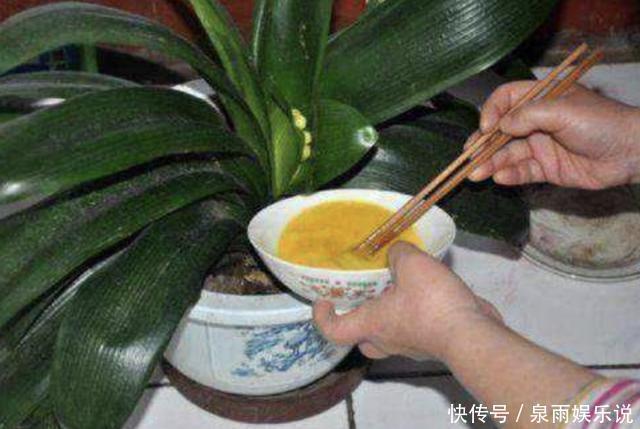 花盆|“1种它”家家都有,月季、茉莉花很喜欢,发酵后埋土里,开花多