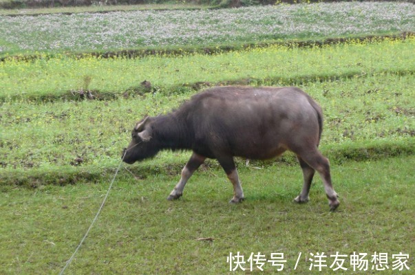 天仙配|生肖牛和3个生肖配对，在一起就是“天仙配”，一生相守幸福美满