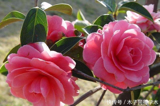 茶花开放的季节,几招茶花开得更硕大,更娇媚!来看看吧!