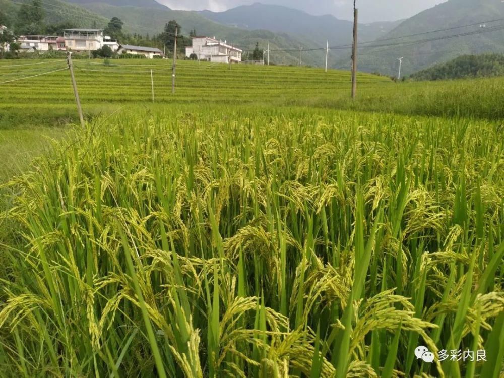 生态|喝着山泉水长大的内良高山稻米，认识一下