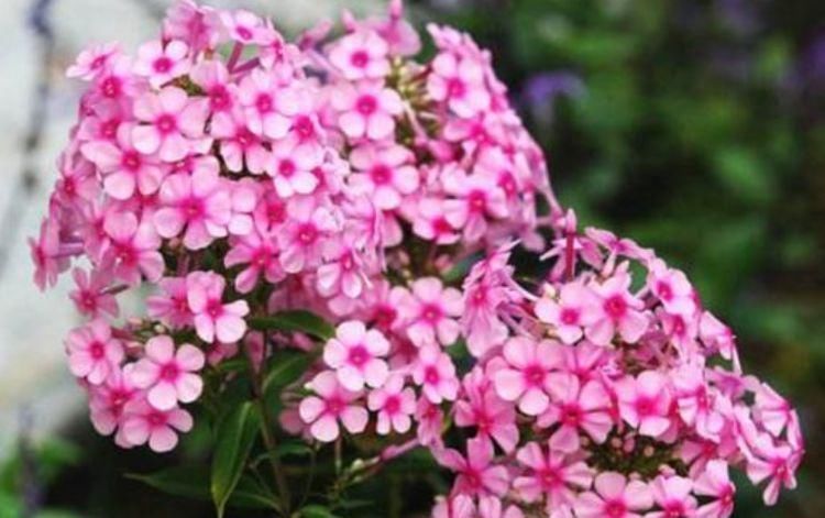 超漂亮的4种花，好养易活，花香四溢飘满屋，美爆了