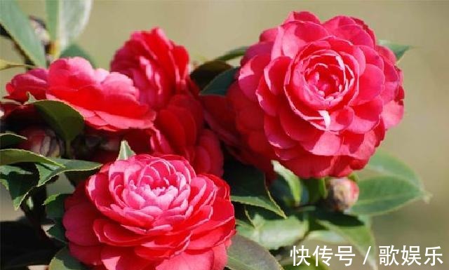 院子养花,很适合养一盆“名贵之花”茶花,花形优雅,美艳绝伦