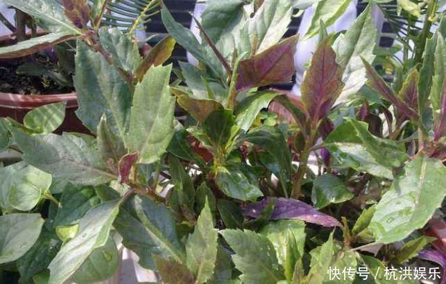 止血|乡下人常见的野菜,各种炎症的克星,清热止血补血补气,好处多多