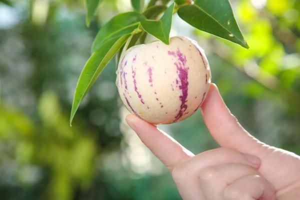 闻一闻|它的维生素C含量远高于柠檬，这么吃提高免疫力，保护心血管~