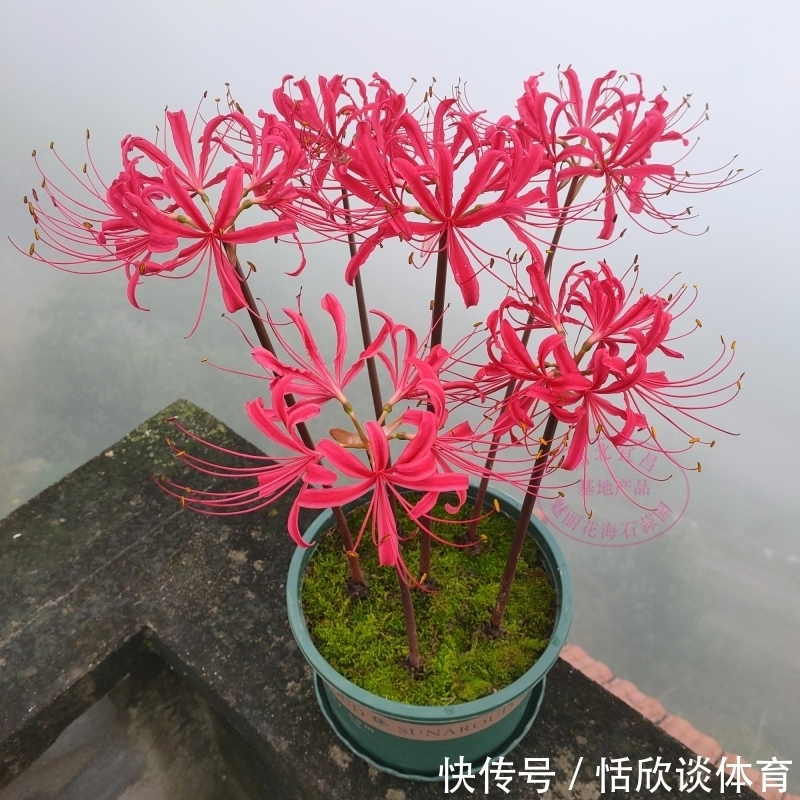 花开惊艳的8种“大毒花”,连叶片都带毒,家里若养着,光看别动