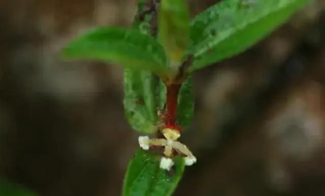 野草|一种野草根像“人参”,农村人挖了当药材用,城里人却不识当杂草