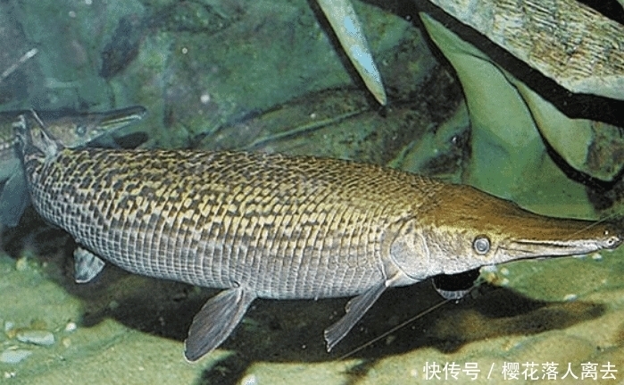 放生|整个湖都被吃光,多天才成功捕获谁,谁缺德竟然放生