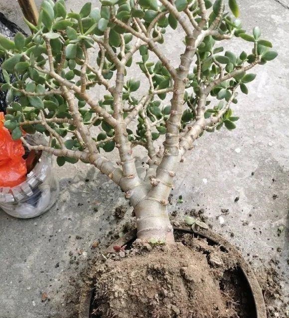 蟹爪兰|长寿花换盆,切忌越换越大,一直用小盆养才好!