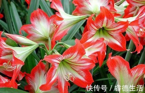 休眠期|朱顶红花后休眠期管理,地栽盆栽培壮为先