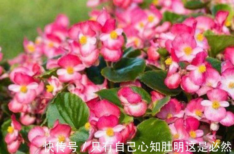 4种花堪称“开花机器”,365天都在开花,一盆千百朵,枝头花苞满